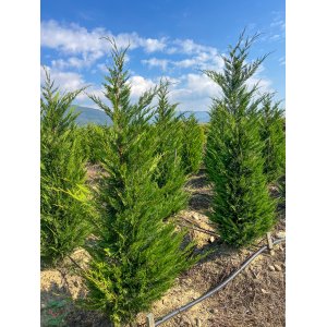 Cyprusovec leylandský (Cupressocyparis leylandii) - výška 110-140 cm, kont. C3L 